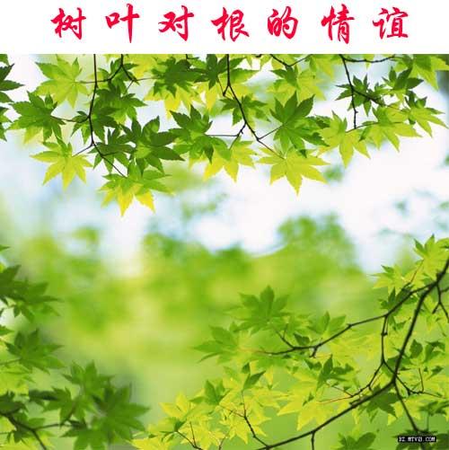 绿叶对根的情意,自然界的无私奉献与相互依存