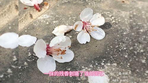 星光不曾熄灭,探寻永恒之光的力量与意义